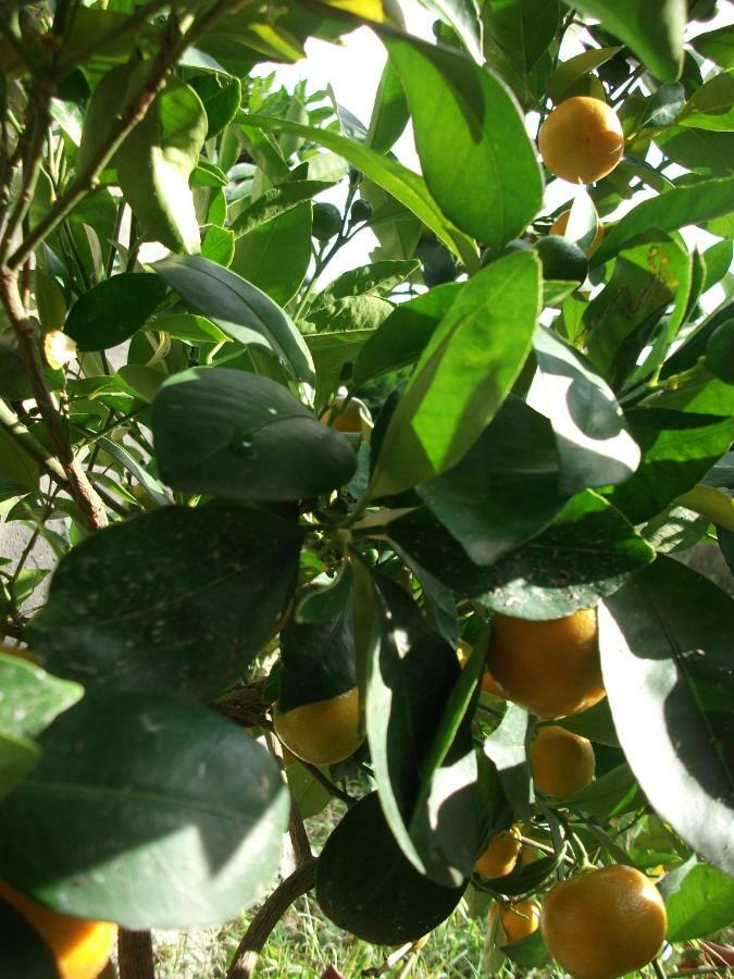Poggio Del Conero Βίλα Εξωτερικό φωτογραφία